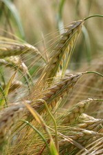 n 3 10126 0 - Уникальная обыкновенная... пшеница